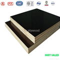  Two hot pressing WBP phenolic film faced plywood 5