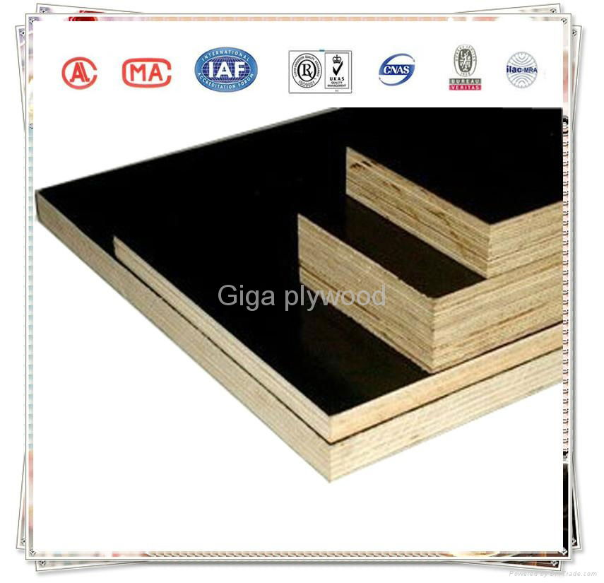 Phenolic whole poplar core GIGA plywood 2