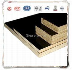 WBP phenolic china GIGA plywood