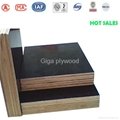 GIGA phenolic high quality film faced plywood 5