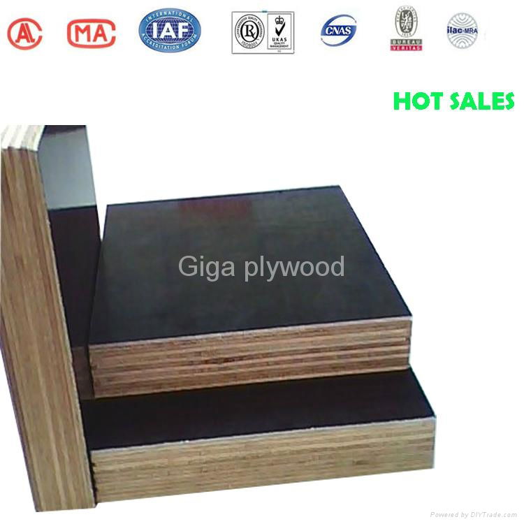 WBP phenolic china GIGA plywood 5