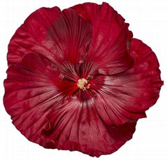 Hibiscus Final Cut