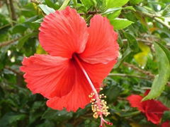 Hibiscus Leaves