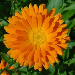 Calendula Flowers