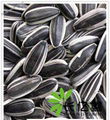 Shelled sunflower seeds 2