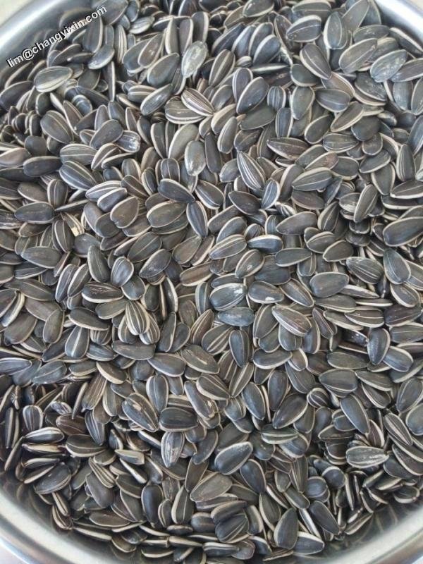 Shelled sunflower seeds 3