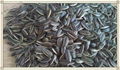 Shelled sunflower seeds 4