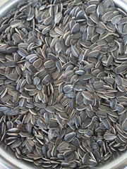 sell sunflower seeds