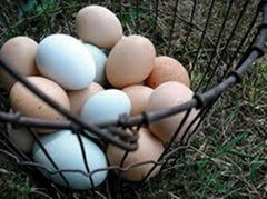 2014 fresh chicken eggs