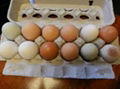 Fresh Chicken Eggs ROYAL 1