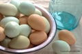 Fresh Chicken Brown & White Table Eggs