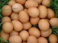 Chicken eggs for human consumption 1