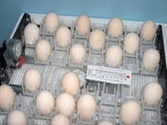 FERTILE CHICKEN HATCHING EGGS COBB 500 &