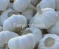 Chinese Fresh Garlic 1