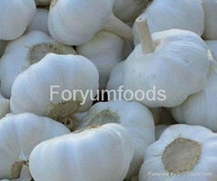 Chinese Fresh Garlic