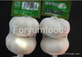 Chinese Fresh Garlic 2