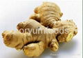 Mature And Fresh Ginger In Shandong