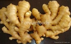 Healthy Food Chinese Fresh Ginger 200G Up