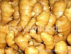 Best Quality Fresh Wet Ginger