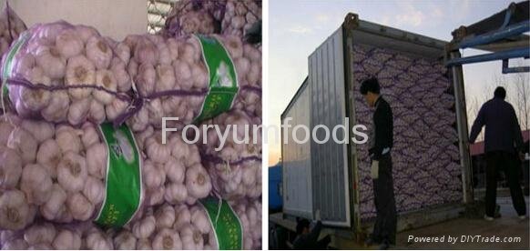 中國超白蒜5.5釐米10公斤紙箱  3