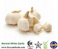 China Super White Garlic 5.5cm In 10kg Carton