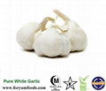 Mesh Bag Or Carton Packing Fresh Garlic