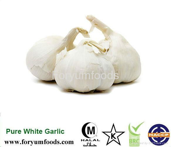 Mesh Bag Or Carton Packing Fresh Garlic
