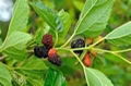 Mulberry leaf extract