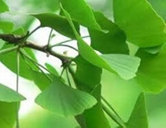 Ginkgo Leaves Extract