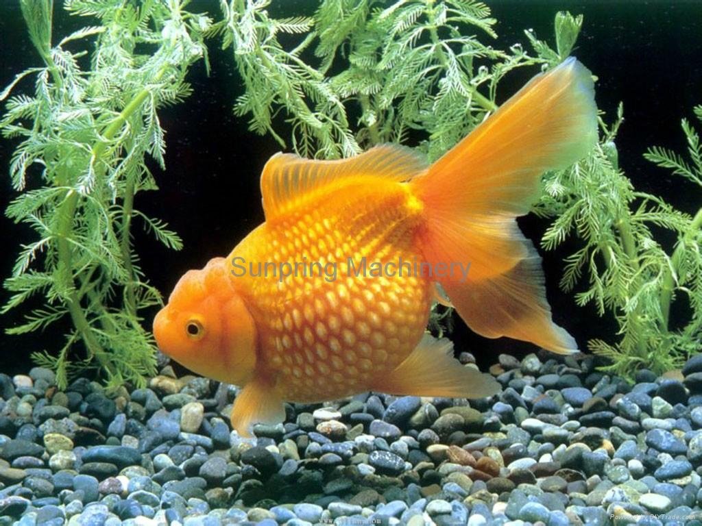 Сколько живет золотая рыбка в аквариуме