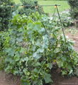 A-frame plant climbing set