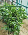 plastic coated steel pipe tomato cage