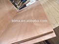 12mm okoume soft plywood from China 1