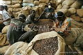 Cocoa Beans 2