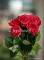 High quality rose flower wedding rose