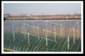 high quality coating type greenhouse mulching film for sale