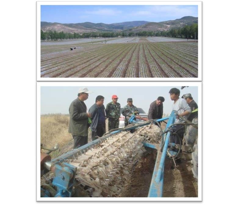 high quality polythene recyclable mulch film for agriculture