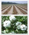 high quality biodegradable plastic mulch film for agriculture