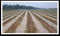 controllable degradable agricultural mulch film 5