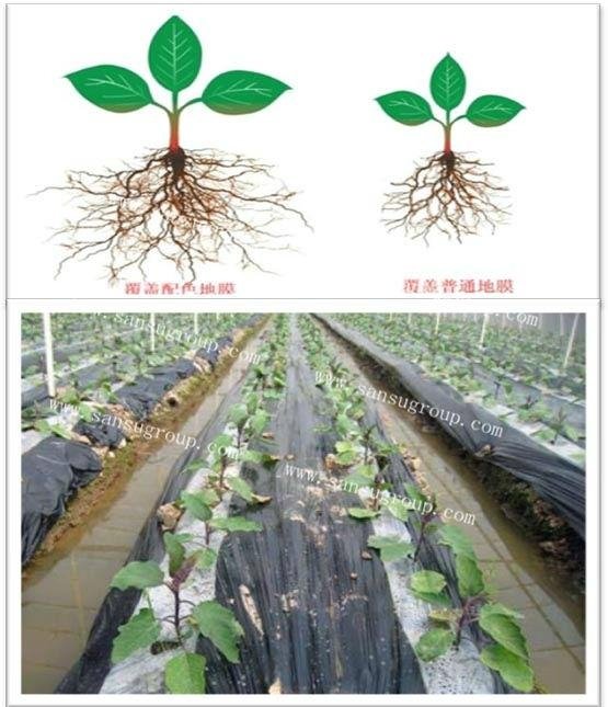 polyethylene color -matching mulching film for agriculture