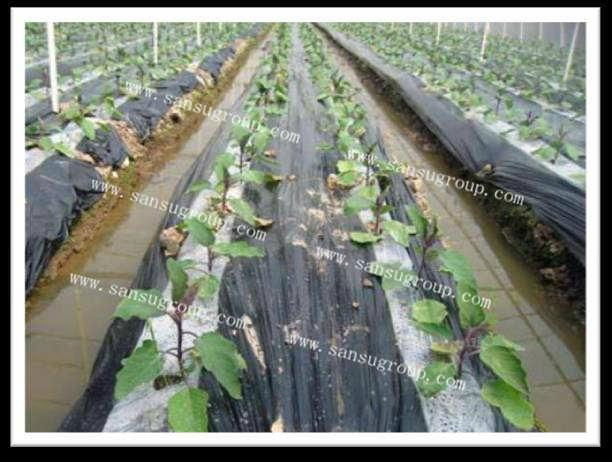 polyethylene color -matching mulching film for agriculture 5