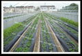 black PE mulch film for agriculture 2