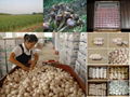 Supply fresh garlic of 2014 Crop.