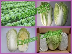 We supply fresh Chinese Cabbage