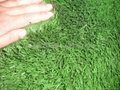 UV resistant artificial grass(CE.SGS) 3