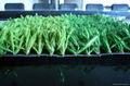 Green synthetic grass lawn, plastic grass products 3