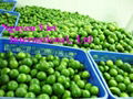 Supply Fresh Seedless Lime Green Good Brand For Best Price 3