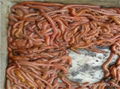 lugworm,ragworm,sandworm,clamworm, worm bait,worm lure 3
