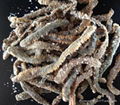 dry lugworm, dried lugworm,salted