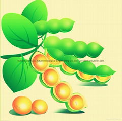 Soybean Isoflavones/Daidzin/Daidzein/Allicin